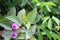 Oval Leaved Silverweed, Argyreia elliptica