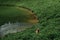 Oval mountain lake among alpine meadows. Traveler dog runs through tall green grass next to lake. German shepherd dog is enjoying