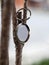 An oval size metal key chain hanging on tree branch