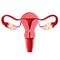Ovaries isolated with white background