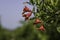 Ovary closeup of pomegranate fruit on blurred background of green foliage and blue sky