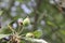 Ovary fruit apple. Young apples on the tree begin to ripen image.