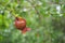 Ovary of a plant grenades hanging on a thin branch