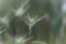 Ovate goatgrass Aegilops geniculata
