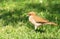 Oven bird on the green grass field