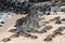 Over 70 Green Sea Turtles lying in a sandy cove at Ho`okipa Beach in Maui
