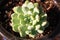 Over head succulent plant outside in the sunlight