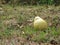 Over ripened yellow pear fall naturally from the tree . Pear tree dropping fruit