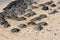 Over seventy endangered Green Sea Turtle lying in the sand at Ho`okipa Beach in Hawaii