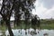 Over the surface of the lake, the tree bent flexible branches with red flowers.