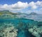 Over under sea fish with shark reef Pacific ocean