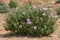 Overall shot of Grey-leaved Cistus bush