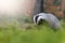 Overall view of the European Badger in nature habitat