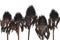 Overblown black flowers isolated on white background