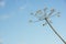 Overblown cow parsley against a blue sky from close