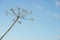 Overblown cow parsley against a blue sky from close