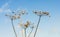 Overblown cow parsley against a blue sky from close