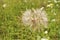 Overblown dandelion closeup