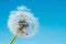 Overblown dandelion macro, blue sky