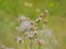 Overblown fireweed flowers - Erechtites hieraciifolius