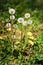 Overblown and flowering dandelion in the meadow.