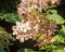 Overblown flowers of a white Panicle Hydrangea from close