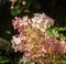 Overblown flowers of a white Panicle Hydrangea from close