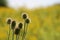 Overblown milk thistles with blurred natural background