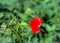 Overblown poppy bloom with half of the petals left