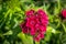 Almost overblown scarlet Sweet William flower up close