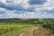 Overblown sunflower field