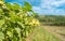 Overblown sunflower field