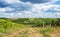 Overblown sunflower field