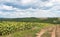 Overblown sunflower field