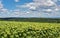 Overblown sunflower field