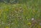 Overblown thistle flowers in a field