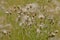 Overblown thistle flowers with white fluffy seeds