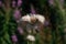 Overblown thistles with white fluffy seeds. Against a dark purple background