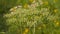 Overblown wild carrot flowers - Daucus carota