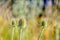 Overblown wild teasel plants from close