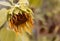 Overblown yellow Sunflower