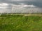 Overcast in the field in the spring feather grass close up