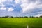 Overcast over rice field before rain storm