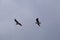 Overcast sky with many groups of seagulls