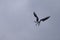 Overcast sky with many groups of seagulls