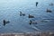 Overcast, swans, lake, river, birds, evening