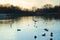 Overcast, swans, lake, river, birds, evening