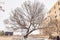 Overcast view of a snowy garden with Survival Tree of Oklahoma City National Memorial and Museum