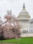 Overcast view of the United States Capitol with Cherry tree blossom