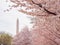 Overcast view of the Washington Monument with cherry blossom